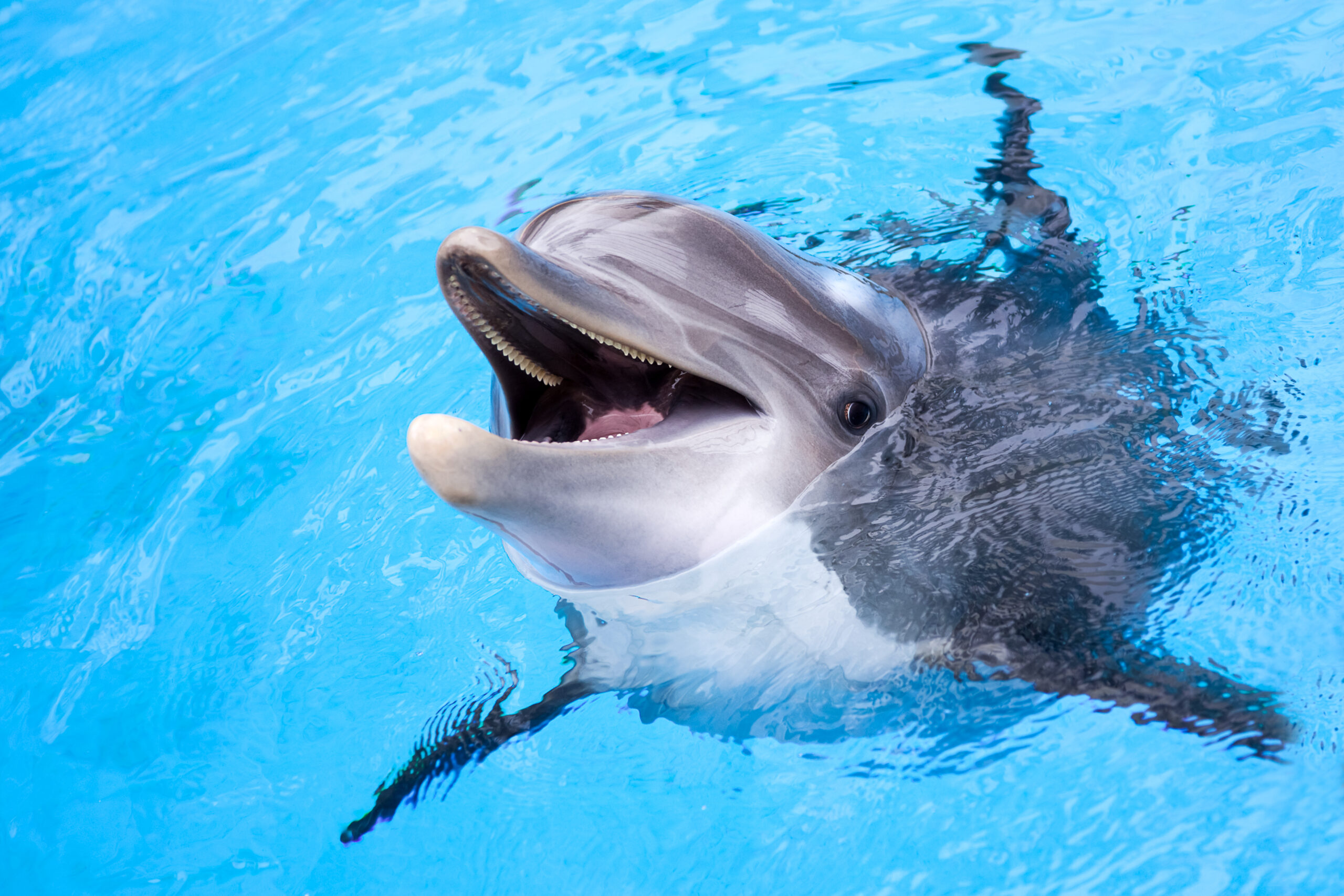 Russia's naval-defense dolphins may have gone AWOL