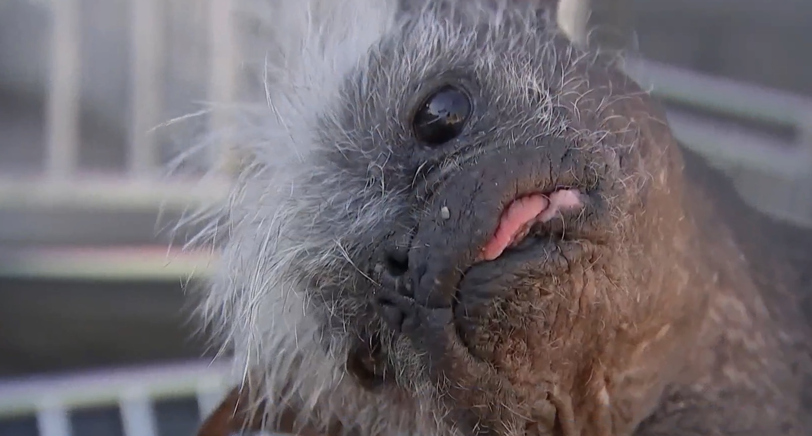 Meet Mr. Happy Face, The First Post-pandemic World's Ugliest Dog ...