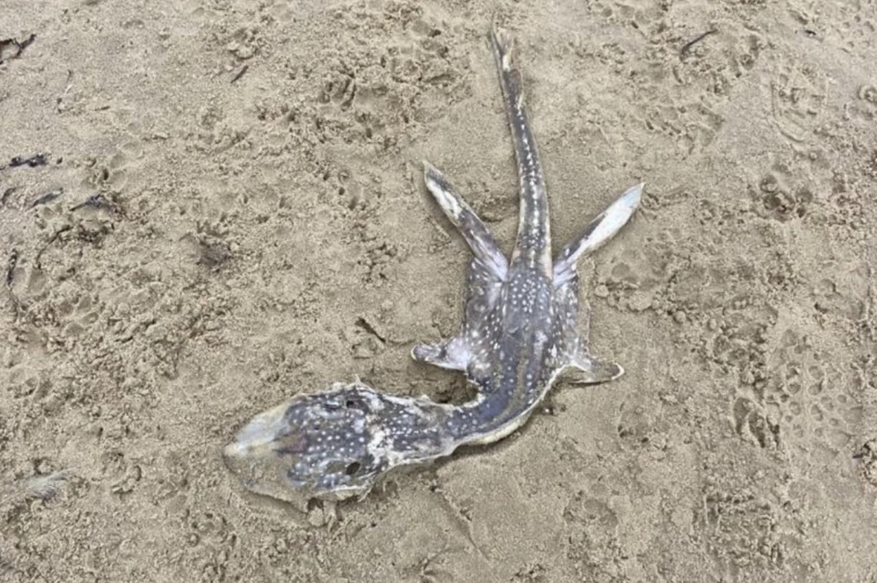 What Is This Weird "baby Loch Ness Monster" Washed Up On A Beach ...