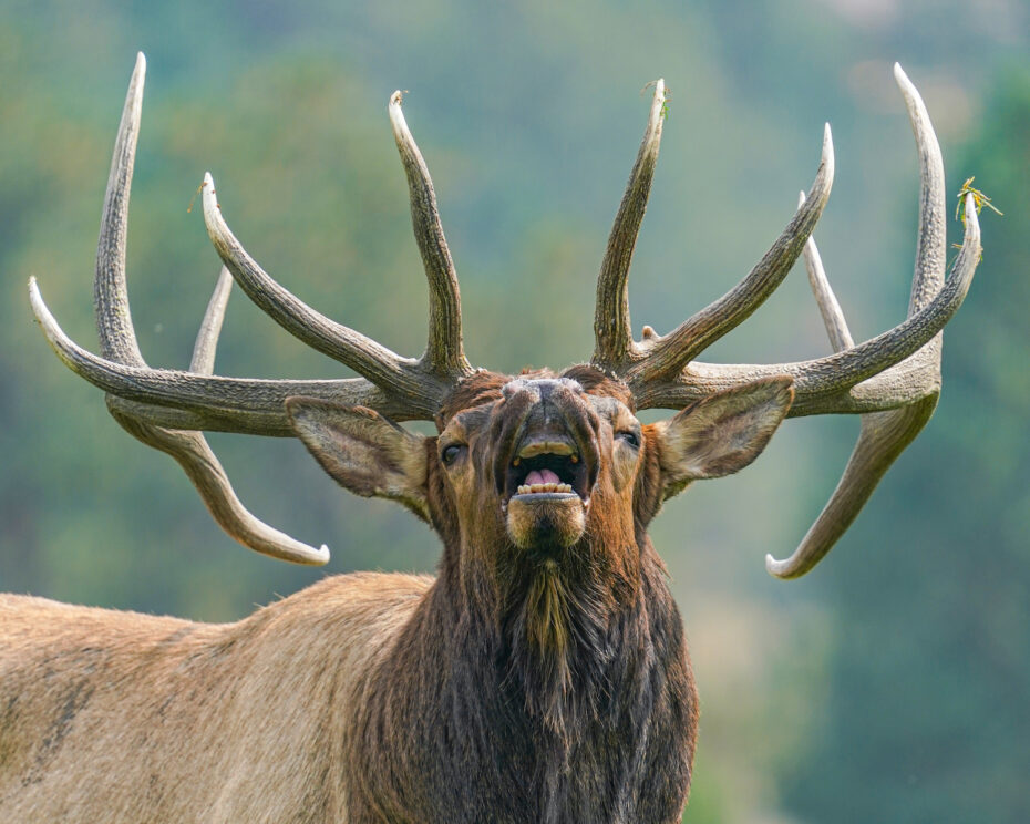 Man challenges elk, elk pops man's tire in hilarious video Boing Boing