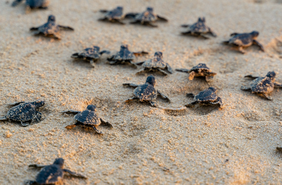 Witness the spectacular sight of 64,000 sea turtles captured on drone ...