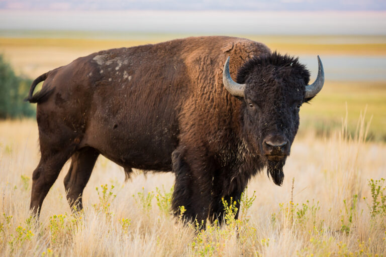 Man, yeeted by a bison, is grateful for its mercy - Boing Boing