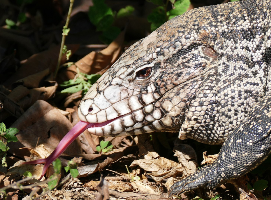 Pork Chop, a pet lizard, is reunited with his owner after a five-day ...