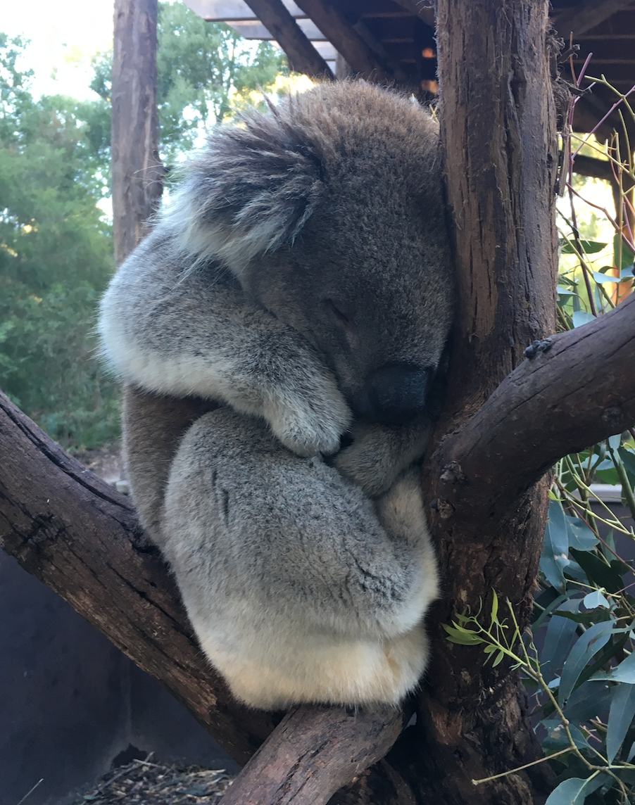 This poor koala is having an existential crisis
