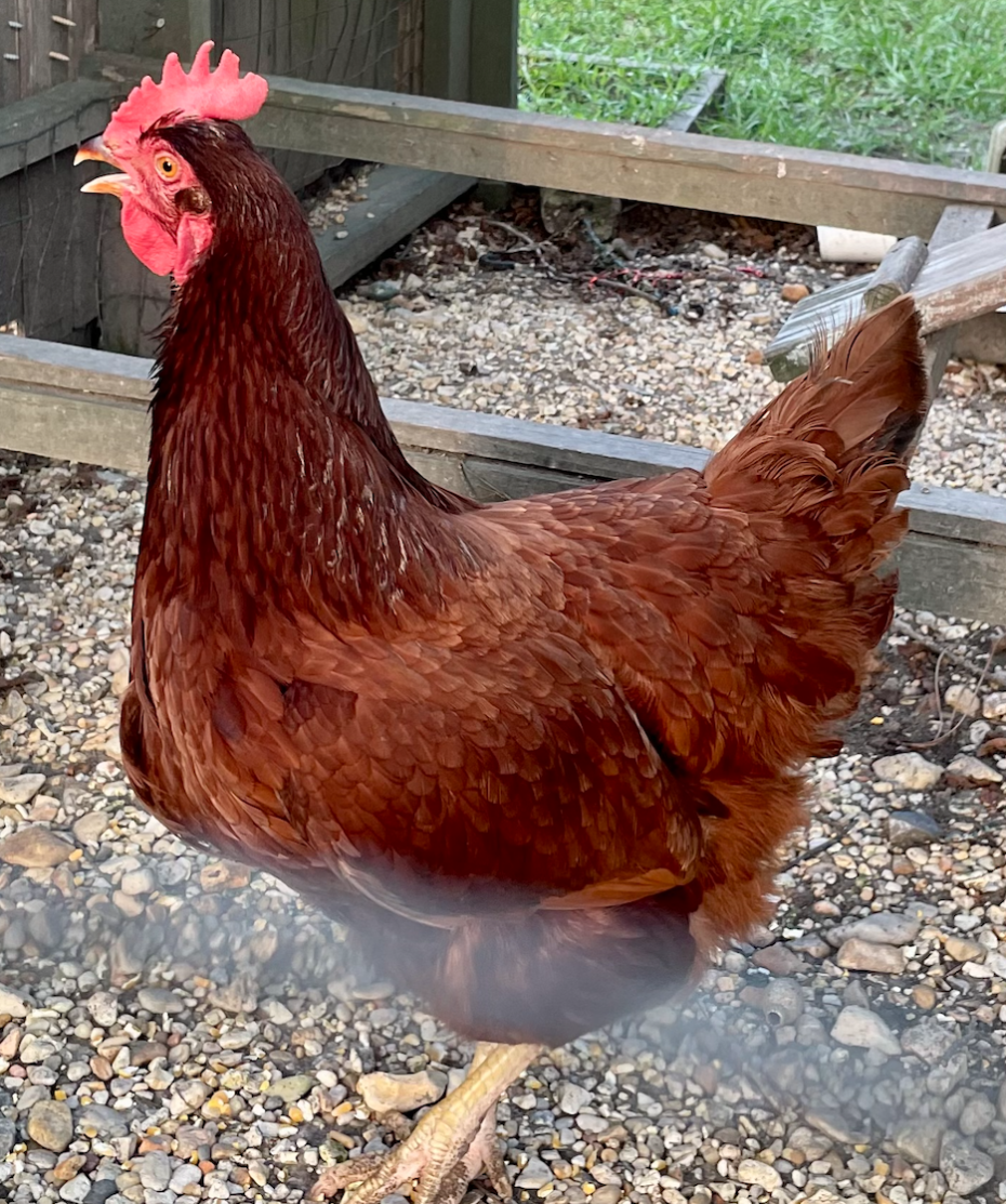 Remember that time three men got banned from Yellowstone for cooking