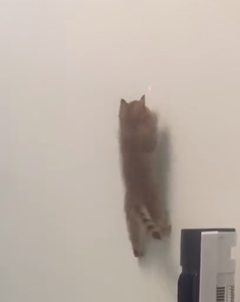 Incredible Cat Antics: Defying Gravity, Cats Climb Walls in Pursuit of Laser Pointers