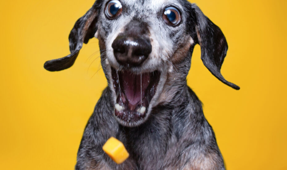 If you have dogs, you must pay the cheese tax Boing Boing