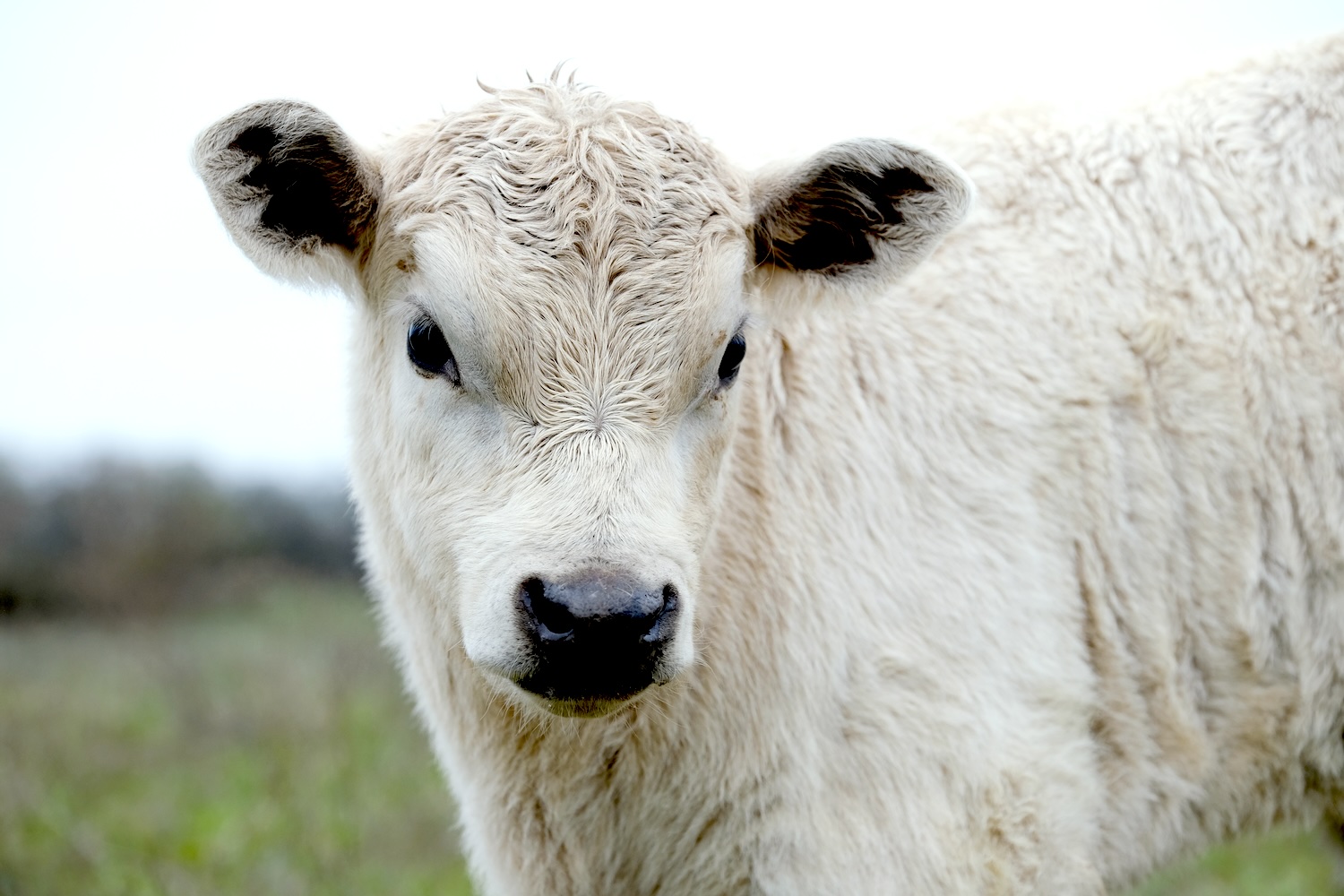 Baby Cow Looks In Mirror And Makes Handsome New Friend (video)