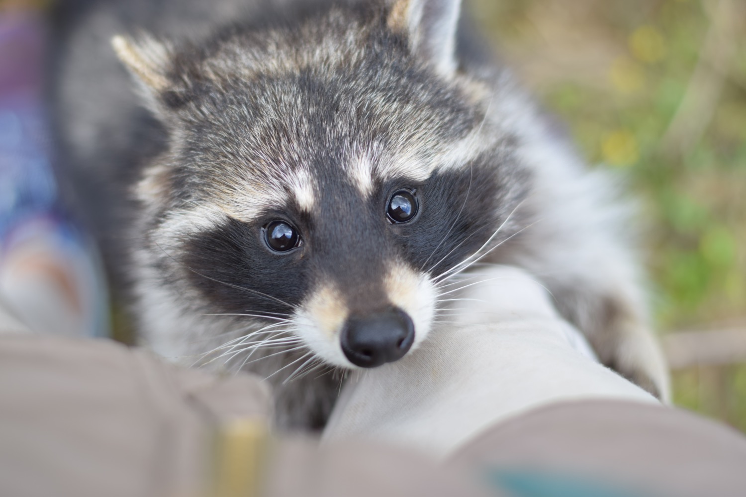 Every day should be raccoon appreciation day Boing Boing