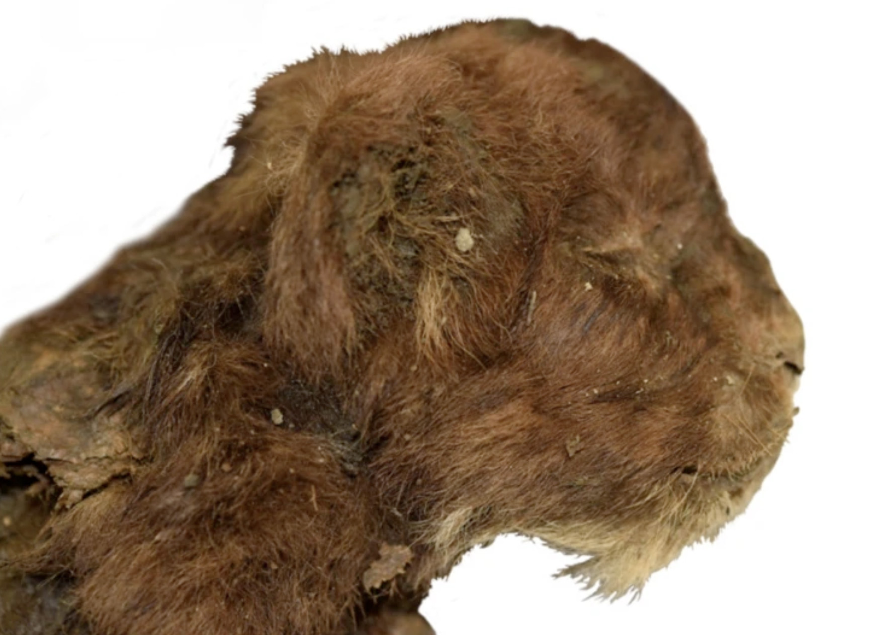 35,000-year-old Saber-toothed Kitten Preserved In Permafrost