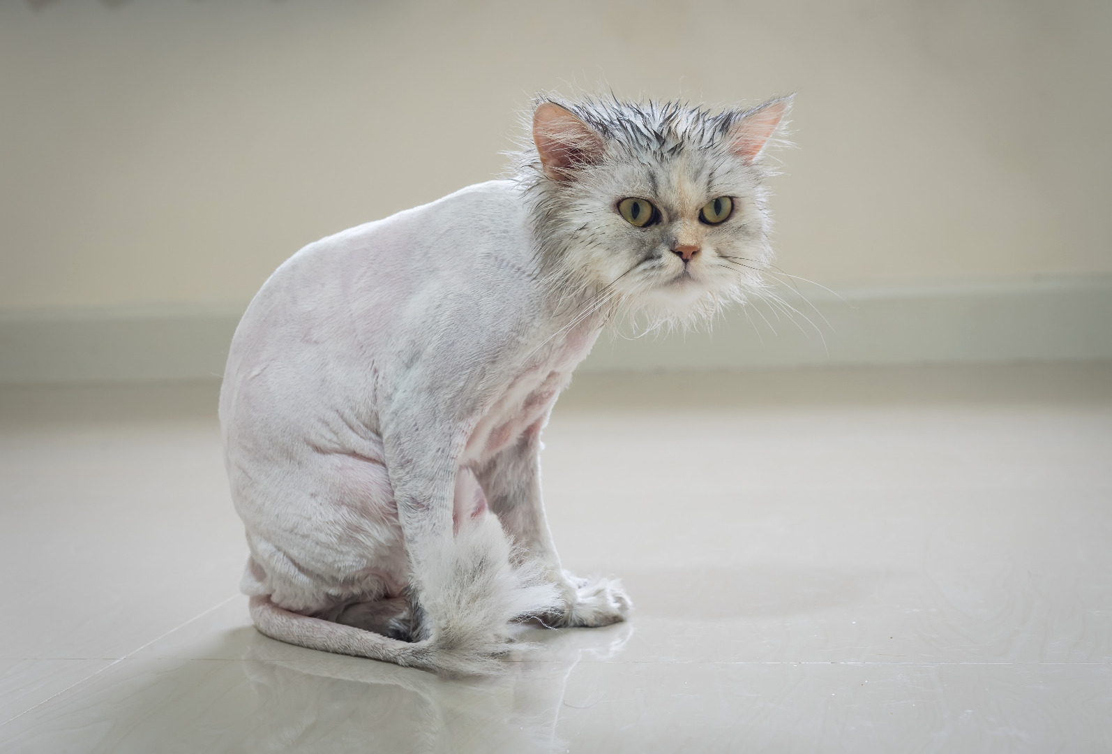 Shaved cats look misshapen but adorable - Boing Boing