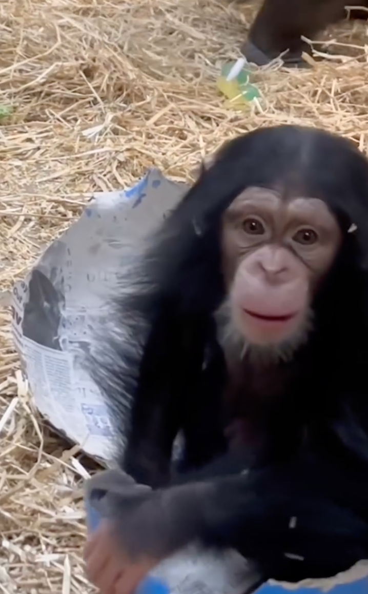 Adorable baby chimp plays peek-a-boo with a giant Easter egg