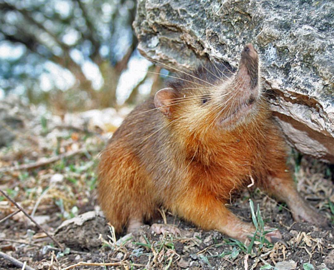 The solenodon is a rare venomous mammal - Boing Boing, image size:1080x874